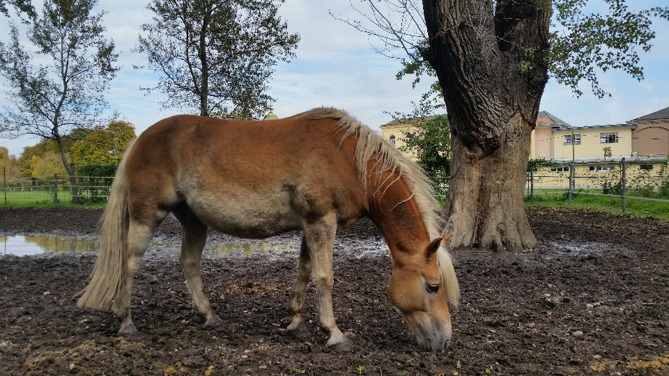 árvore grama sol prado
