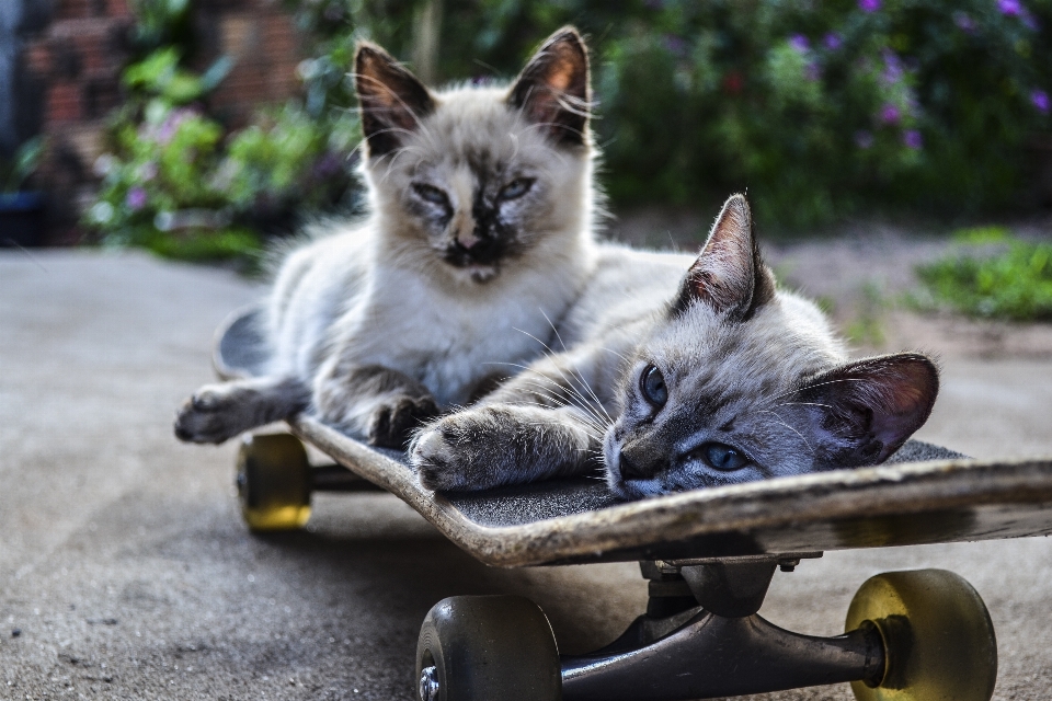 Skateboard kätzchen katze säugetier