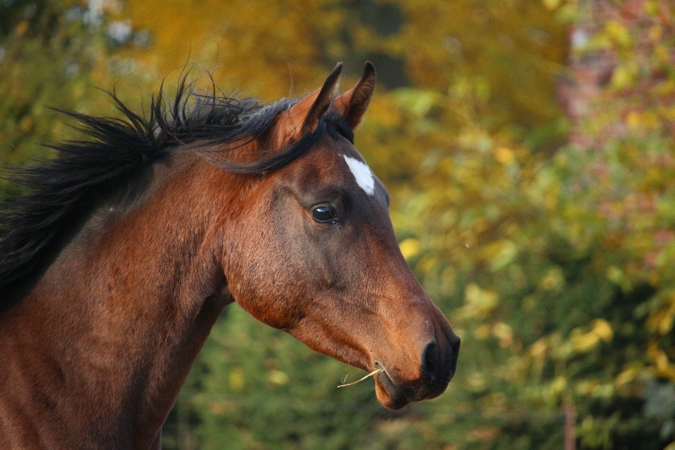 Animais selvagens pasto
 cavalo marrom