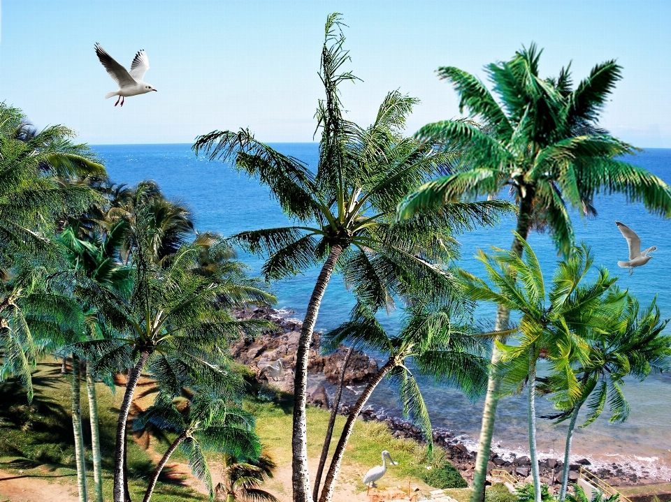 Plage paysage mer côte