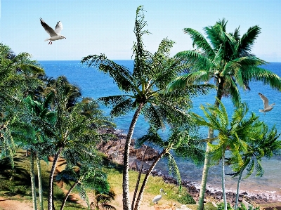 ビーチ 風景 海 海岸 写真