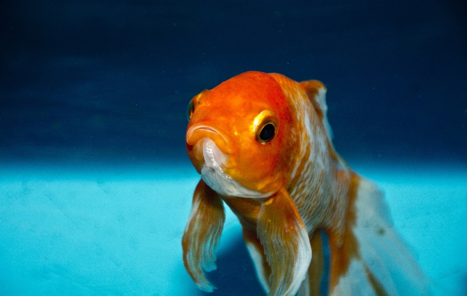 Mar agua naturaleza océano