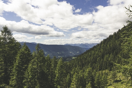 Landscape tree nature forest Photo