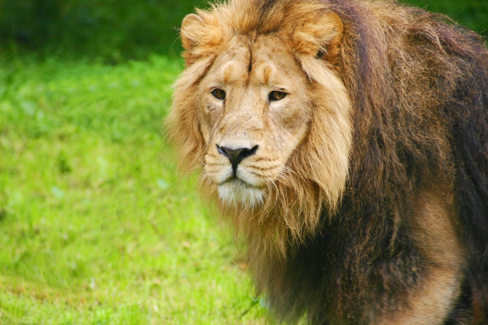 Natura uccello avventura animale