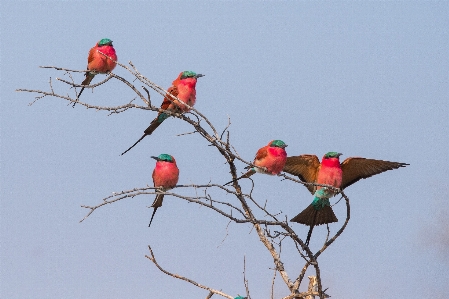 Branch bird flower red Photo