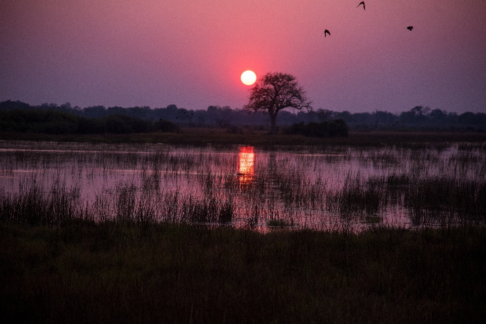 Acqua natura pantano alba