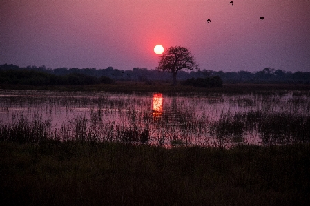 Zdjęcie Woda natura bagno wschód słońca