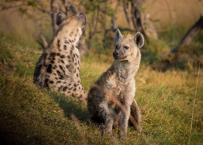 Foto Satwa margasatwa afrika mamalia