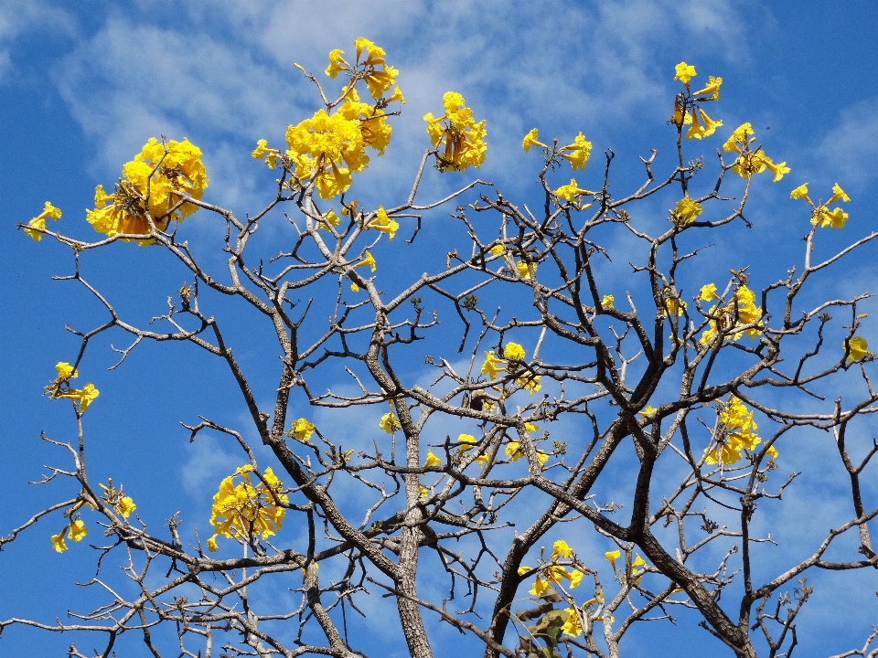 Arbre nature bifurquer fleurir