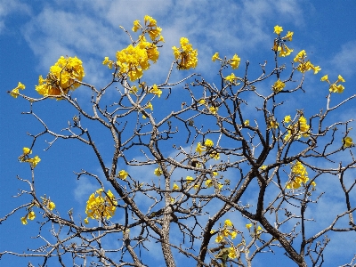 Tree nature branch blossom Photo