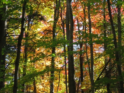 Tree forest branch sunlight Photo