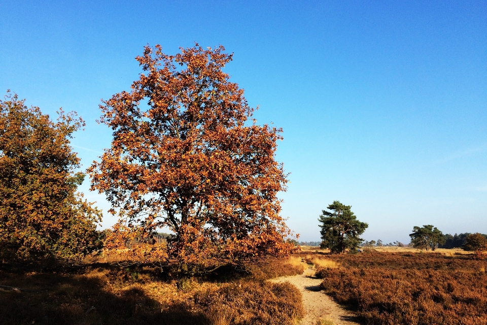 Paesaggio albero natura foresta