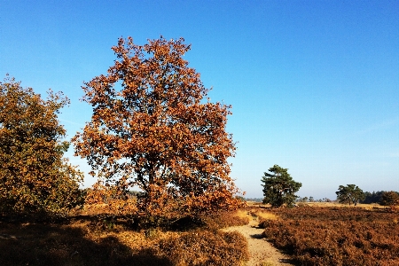 Foto Paisagem árvore natureza floresta