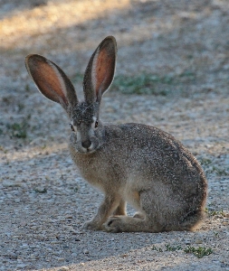 Foto Natura carino guardare animali selvatici