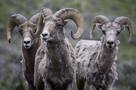 Foto Natura guardare animali selvatici selvaggio