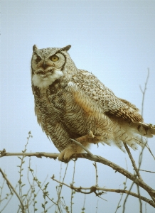 自然 鳥 見ている 野生動物 写真