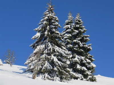 Tree nature forest branch Photo