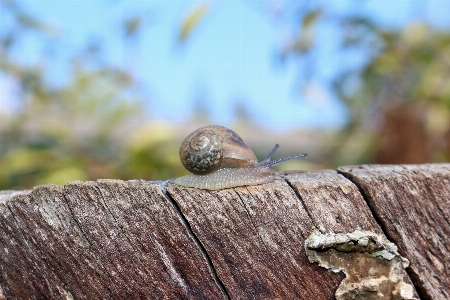 Nature grass stump animal Photo