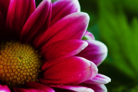 Nature blossom dew blur Photo