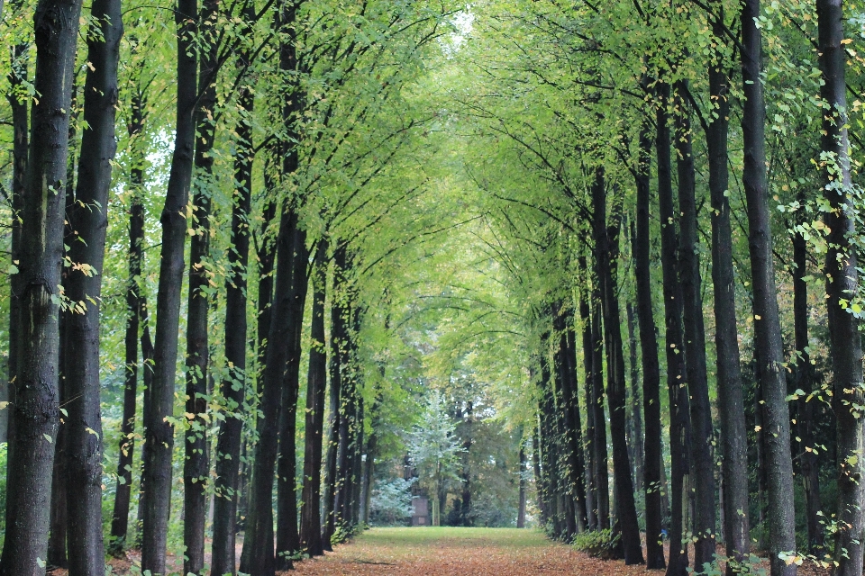 Paesaggio albero foresta pianta