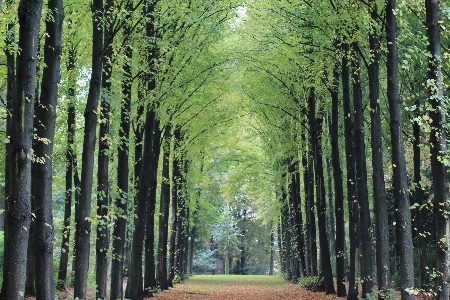 Landschaft baum wald anlage Foto