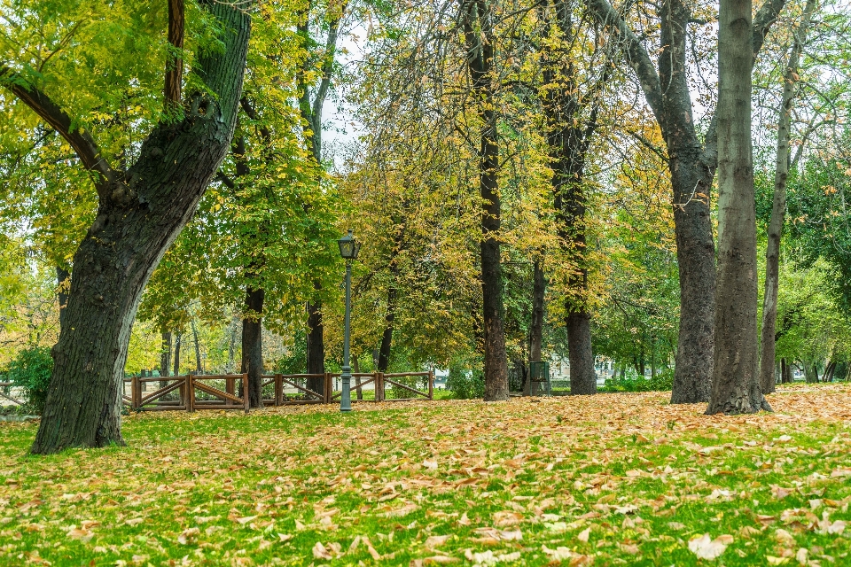 Paisaje árbol naturaleza bosque