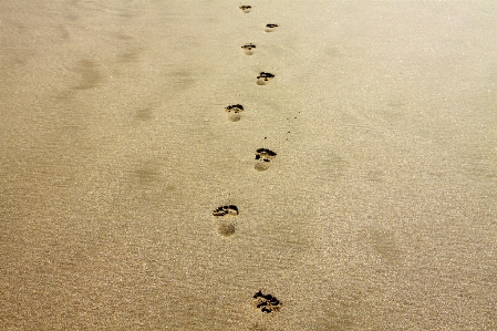 Hand beach sea coast Photo