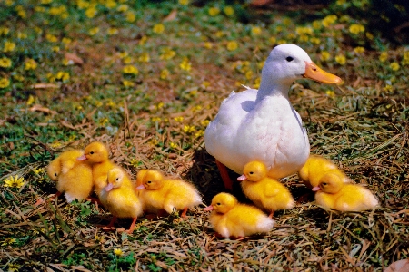 Doğa çimen kuş çiçek Fotoğraf