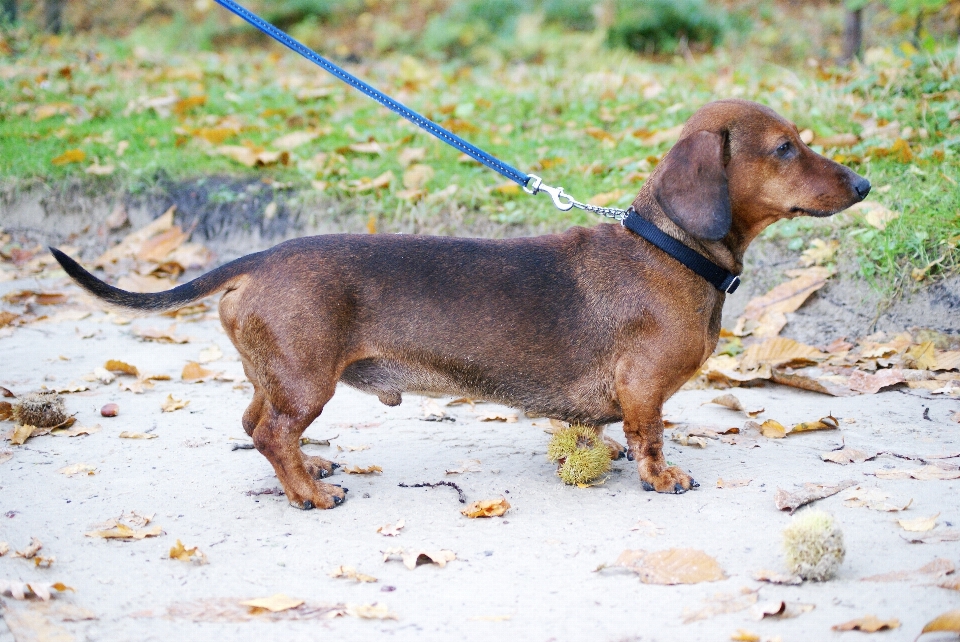 Cachorro perro mamífero sabueso