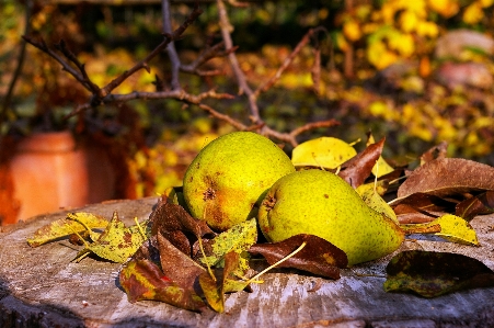 Tree nature branch plant Photo