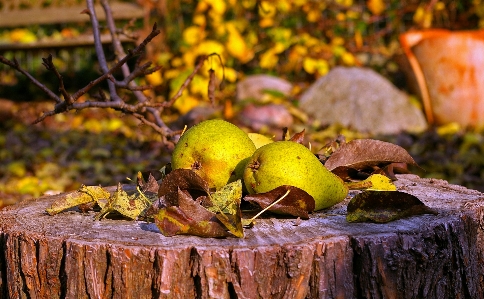 Tree nature forest branch Photo