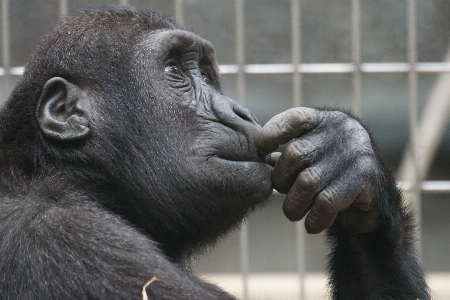 View thinking zoo mammal Photo