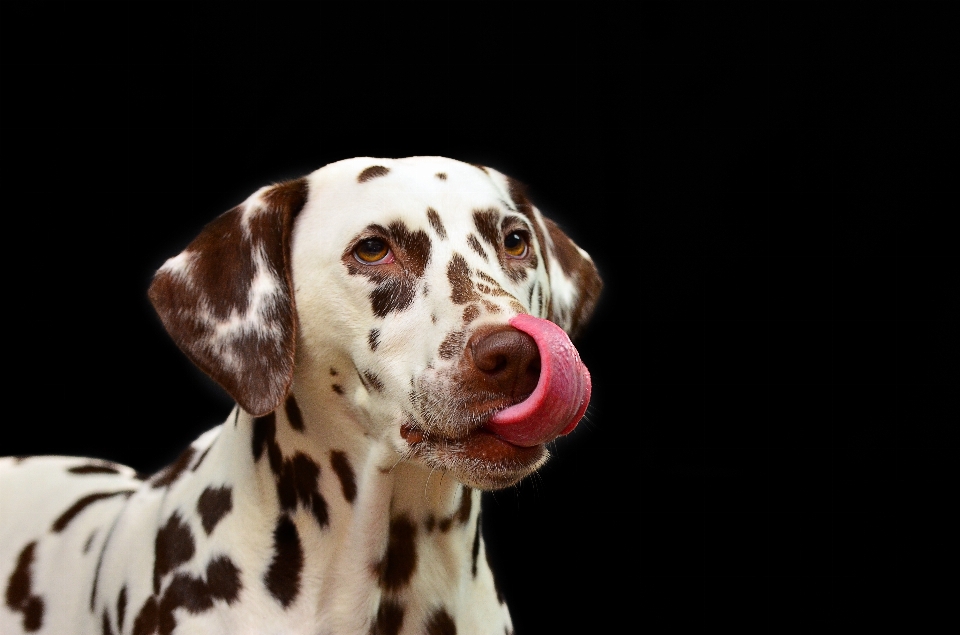 Perro mascota mamífero vertebrado
