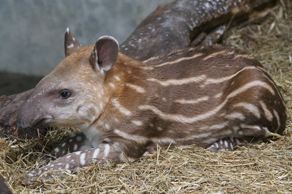 Animais selvagens jardim zoológico mamífero fauna