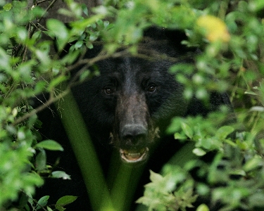 Nature wilderness looking bear Photo