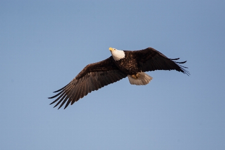 Nature bird wing sky Photo