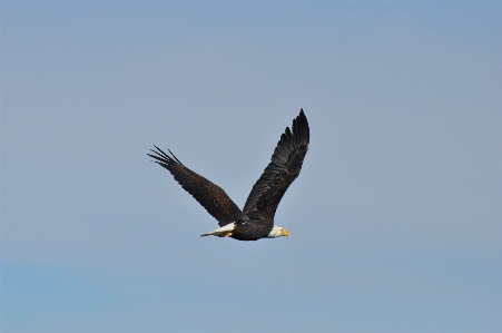 自然 鳥 羽 空 写真