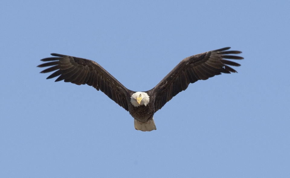 Nature bird wing sky