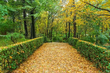 Landscape tree nature forest Photo