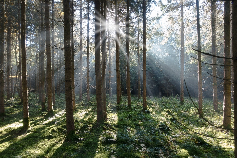 Tree nature forest wilderness