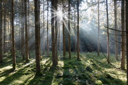 Photo Arbre nature forêt région sauvage
