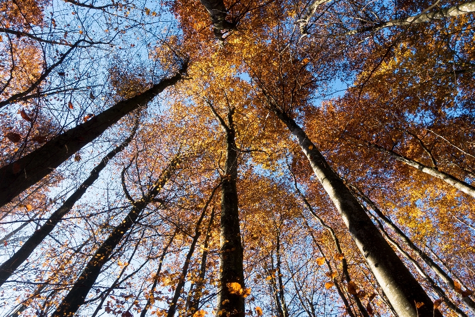 Albero natura foresta ramo