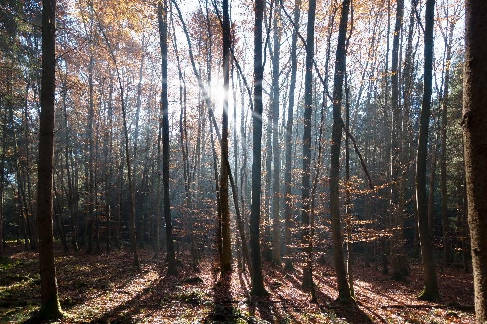 árvore natureza floresta região selvagem
