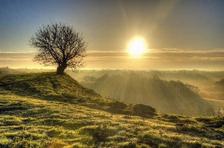 Landscape sea coast tree Photo