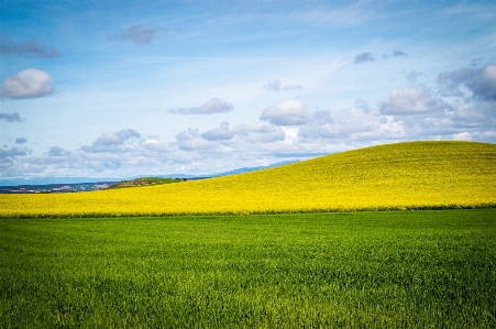 風景 自然 草 地平線 写真