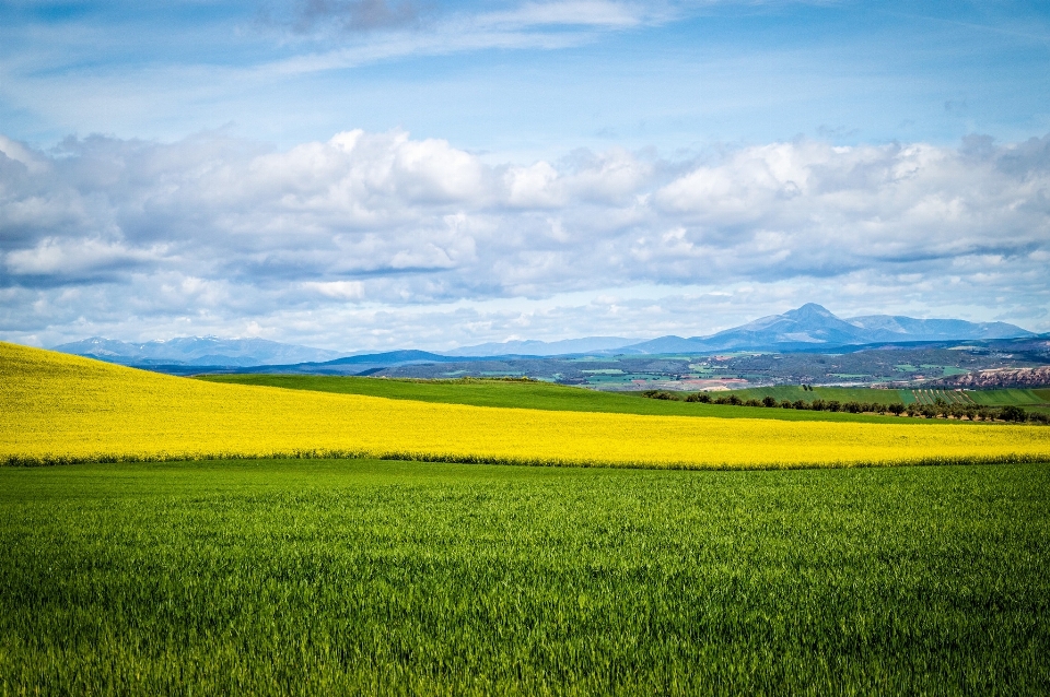 Paisaje naturaleza césped horizonte