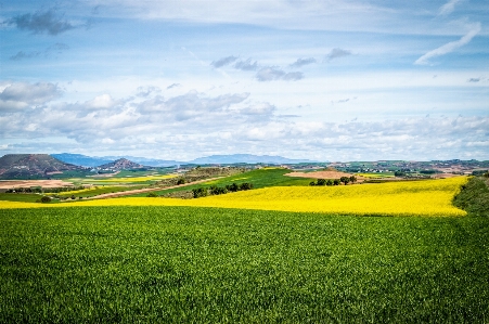 Foto Paisaje naturaleza camino césped