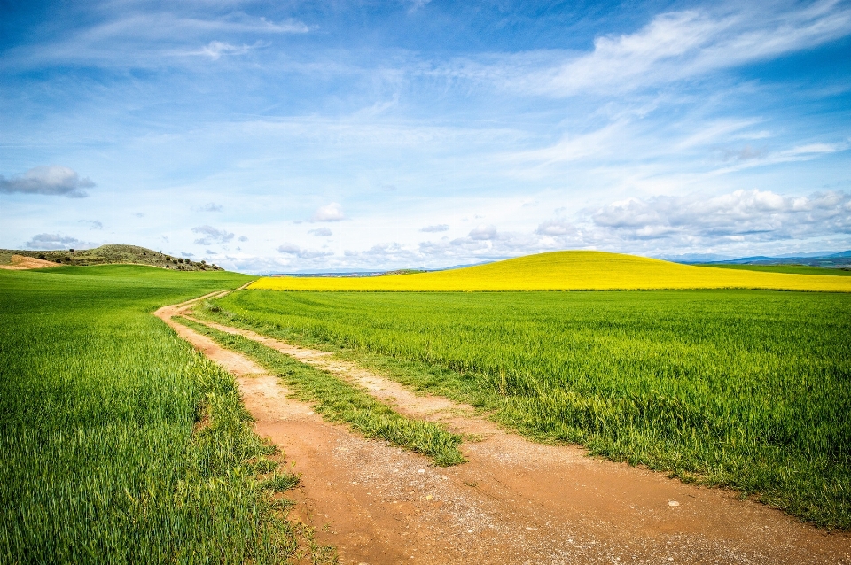 Paisaje naturaleza camino césped