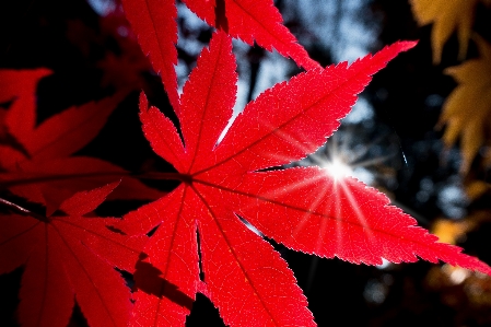 Tree nature branch plant Photo