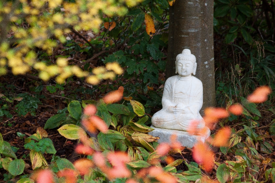 树 自然 森林 分支